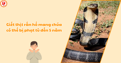Giải Mã Giấc Mơ Nằm Mơ Bắt