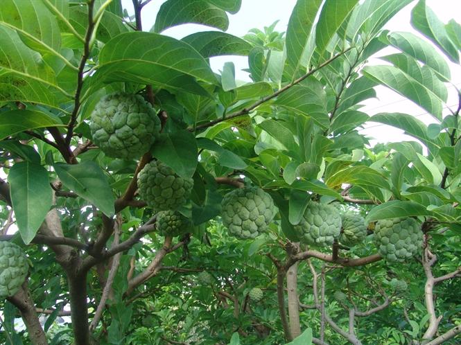 Giải Mã Giấc Mơ Thấy Chơi Lô Tô