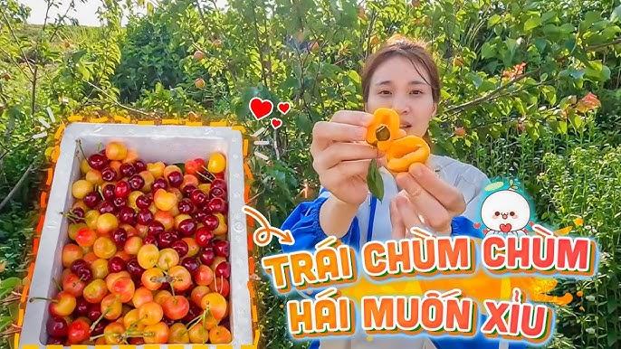 Giải Mã Giấc Mơ Thấy Hái Quả Vải