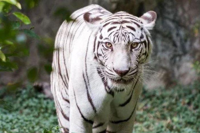 Giải Mã Giấc Mơ Trang Sách Hồng Nằm Mơ Màng Ngủ