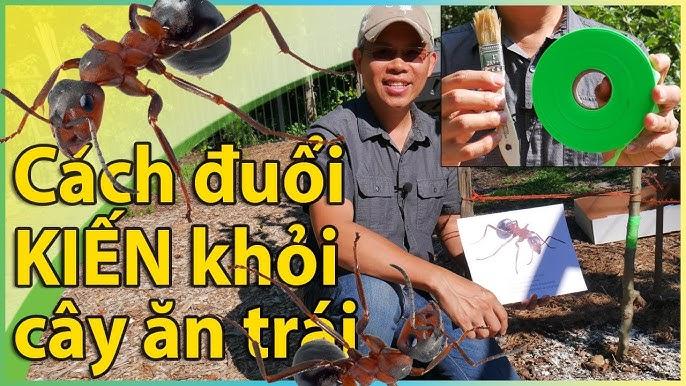 Nằm Mơ Thấy Hai Con Trâu Đánh Con Gì?