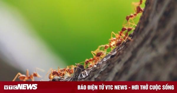 Nằm Mơ Thấy Lợn Đẻ Con Điềm Gì, Đánh Số Mấy?