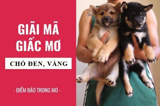 Luận giải giấc mơ chó mực