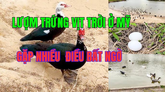 Giải Mã Giấc Mơ Thấy Chồng Chết Đuối