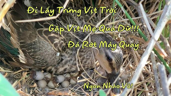 Lượm Trứng Vịt Trong Tổ