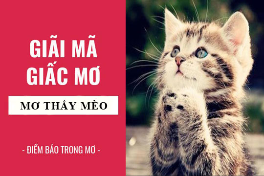 Mơ thấy bị mèo cắn khi bị rượt đuổi