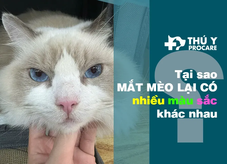 Giải Mã Giấc Mơ Thấy Đôi Giày Đến
