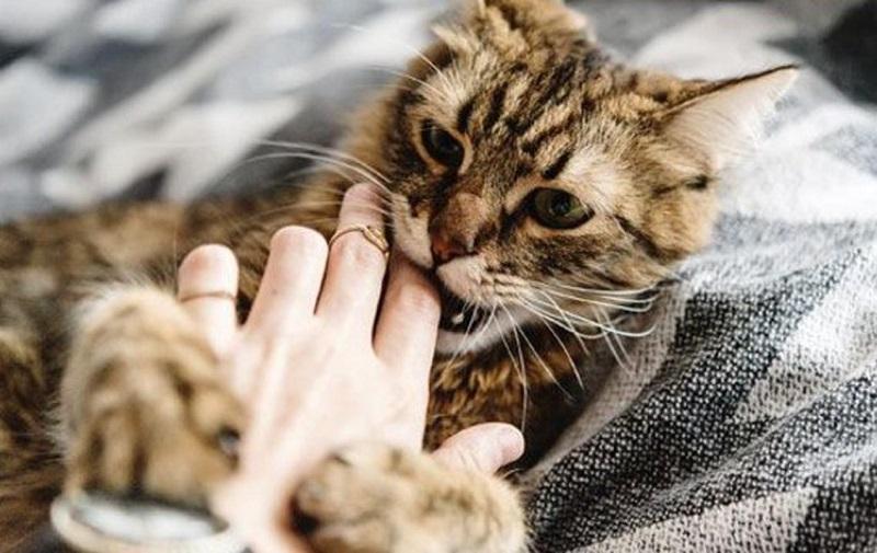 Nằm Mơ Thấy Dỡ Nhà Đánh Con Gì? Giải Mã Bí Ẩn
