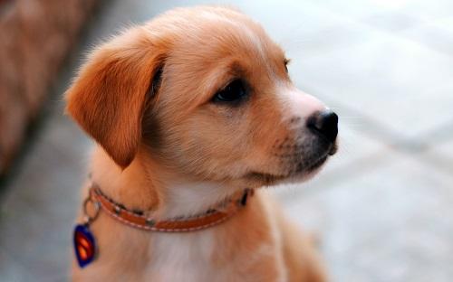Mơ thấy chó rượt: Ý nghĩa tâm linh