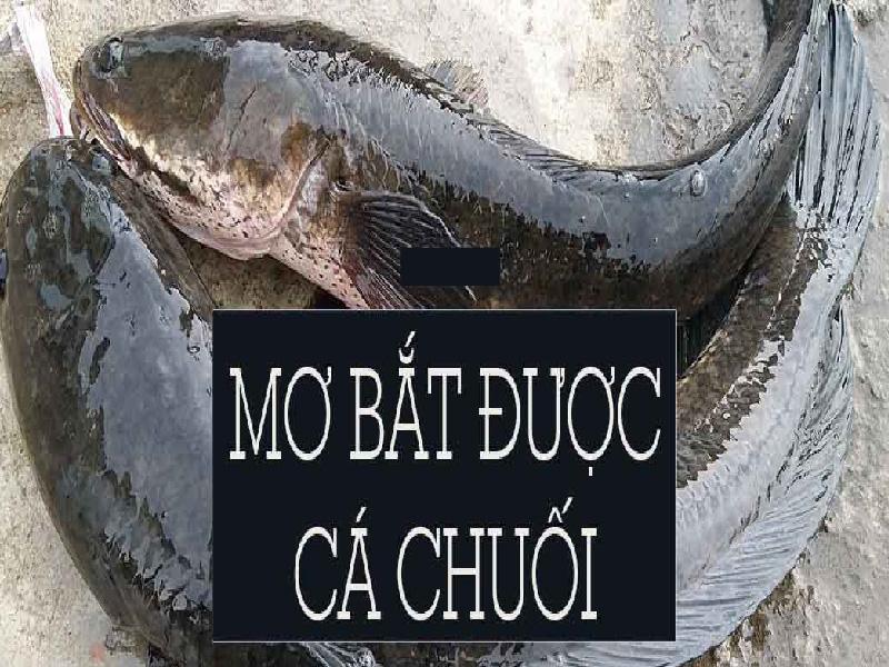 Nằm mơ thấy bắt được cá chuối