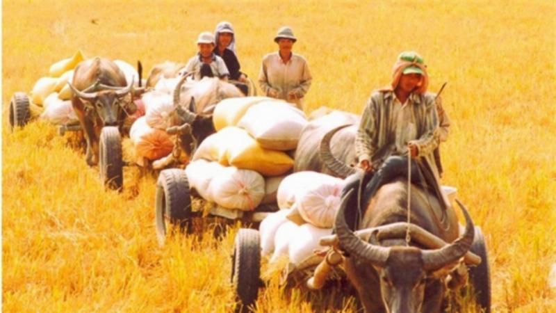 Nằm mơ thấy bắt được nhiều cua đồng ruộng lúa