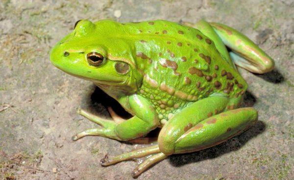 Giải Mã Giấc Mơ Thấy Ngựa Đẻ Con và Số Đề Liên Quan