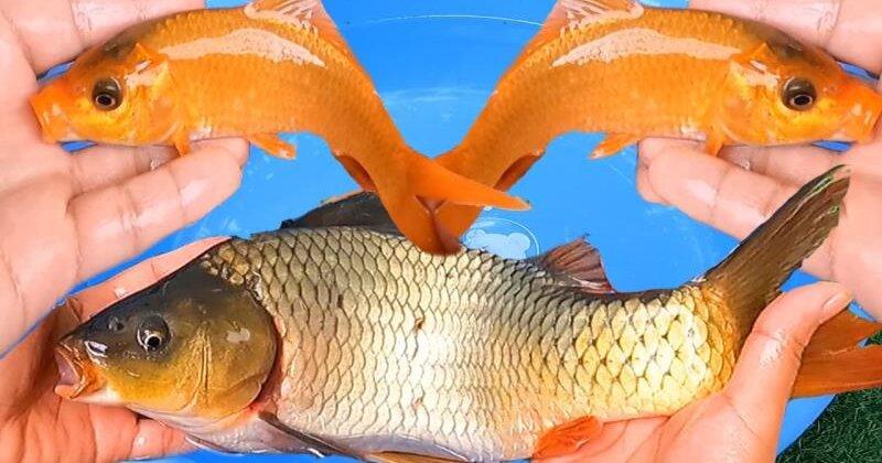 Giải Mã Giấc Mơ Thấy Núi Lửa Phun Trào