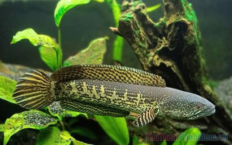 Nằm Mơ Thấy Bướm Phụ Nữ Đánh Con Gì?