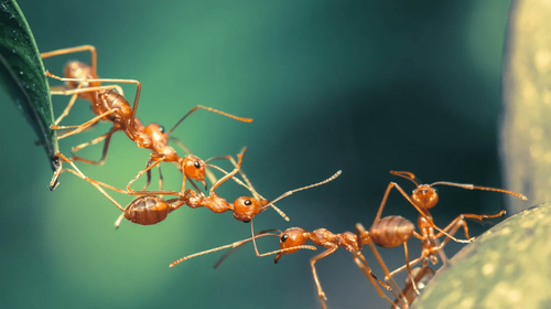 Giải Mã Giấc Mơ Thấy Quỷ Nhập Tràng