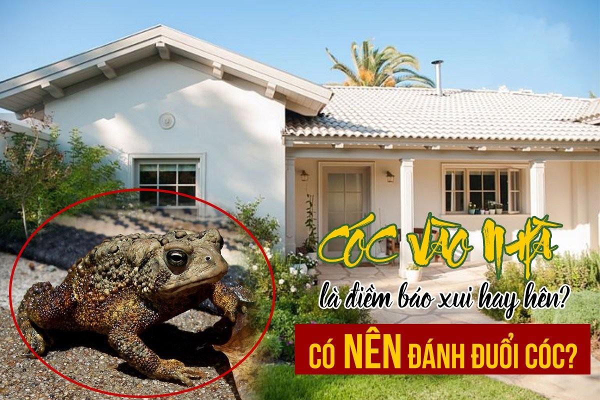 Nằm mơ thấy cóc nhảy vào nhà là điềm gì? Giải mã chi tiết và con số may mắn liên quan