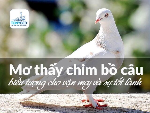 Nằm mơ thấy heo là số mấy? Giải mã giấc mơ thấy heo chi tiết
