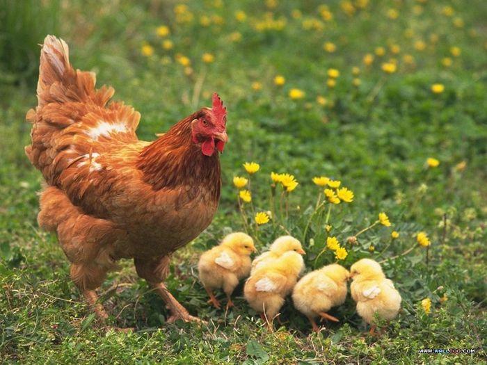 Nằm mơ thấy gà bị cắt cánh