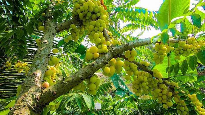 Nằm mơ thấy hái chùm ruột