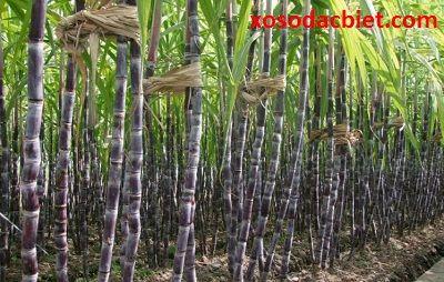 Nằm mơ thấy khát nước không tìm thấy nước
