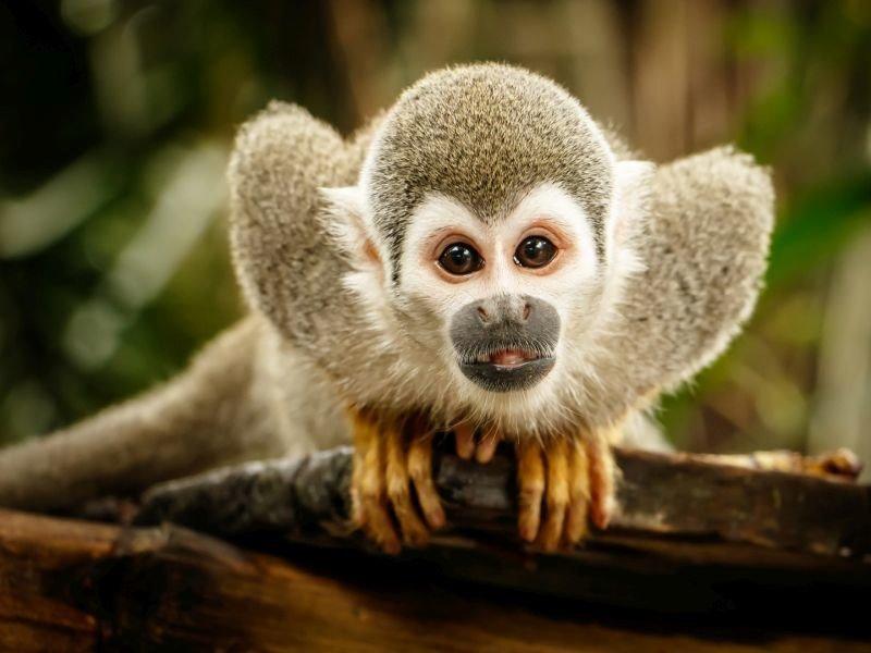 Nằm mơ thấy King Kong bị bắt