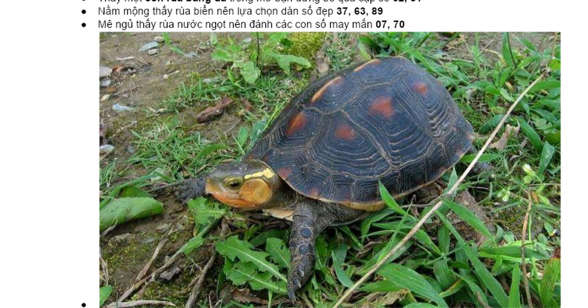 Nằm mơ thấy làm thịt rùa lớn