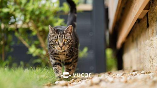 Giải Mã Giấc Mơ Thấy Đi Chợ Mua Cá và Số Đề