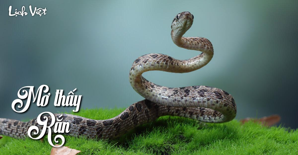 Nằm mơ thấy nhiều rắn quấn mình