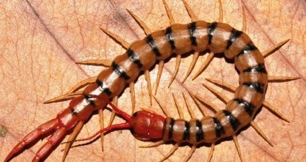 Nằm mơ thấy nhiều rết trong nhà: Điềm báo và con số liên quan