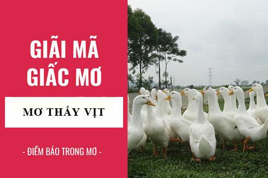Nằm mơ thấy nhiều vịt chết