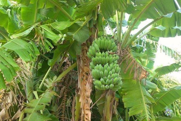 Nằm Mơ Thấy Phật Tổ: Điềm Báo và Con Số May Mắn