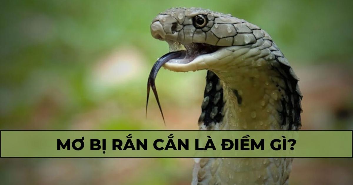 Nằm Mơ Câu Được Cá Trắm Đánh Con Gì?
