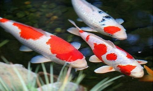 Nhiều cá chết dưới nước trong giấc mơ