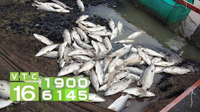 Nằm Mơ Thấy Cho Rơi Xuống Giếng: Điềm Báo Gì?