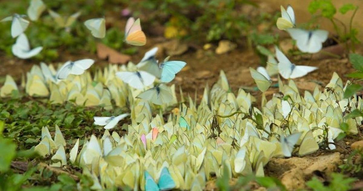 Giải Mã Giấc Mơ Thấy Số 40