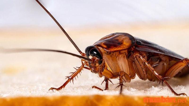 Giải Mã Giấc Mơ Thấy Cá Ăn Thịt Người