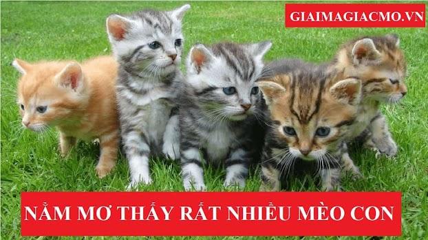 Nhiều mèo con trong giấc mơ