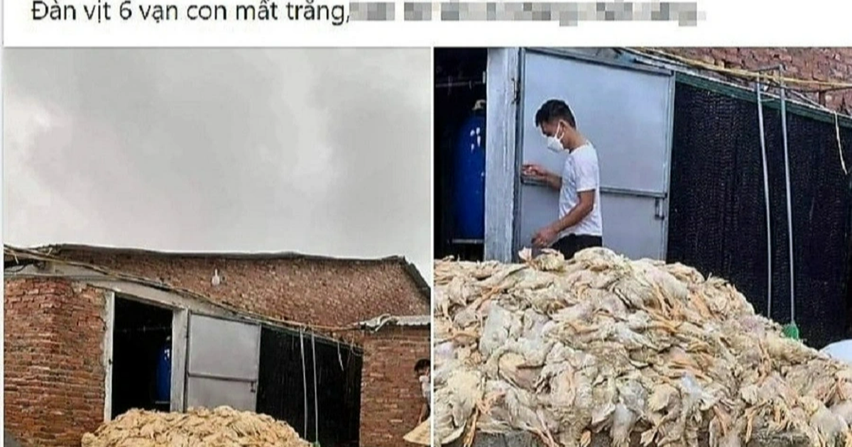 Nhiều vịt chết