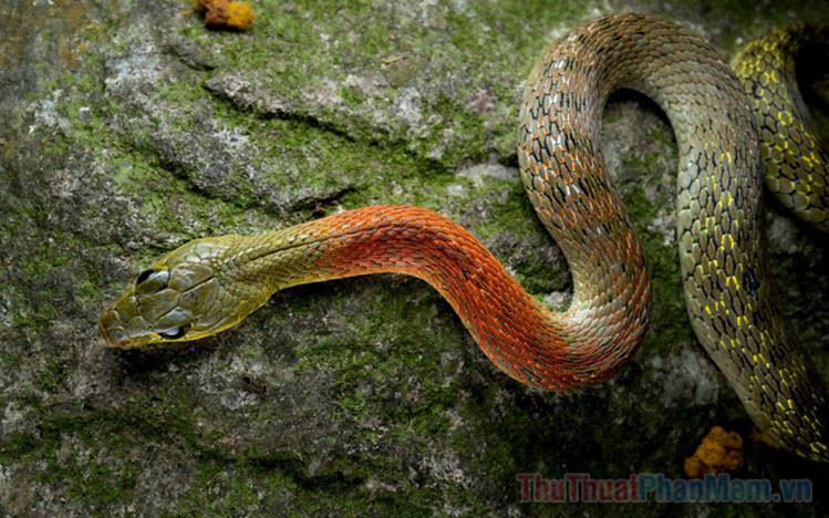 Giải Mã Giấc Mơ Thấy Nhiều Con Thỏ
