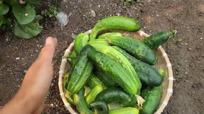 Nằm Mơ Thấy 2 Ngôi Mộ Đánh Con Gì?