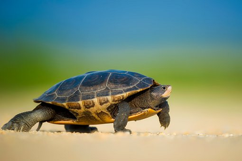 Rùa Bơi Trong Nước Trong Vắt