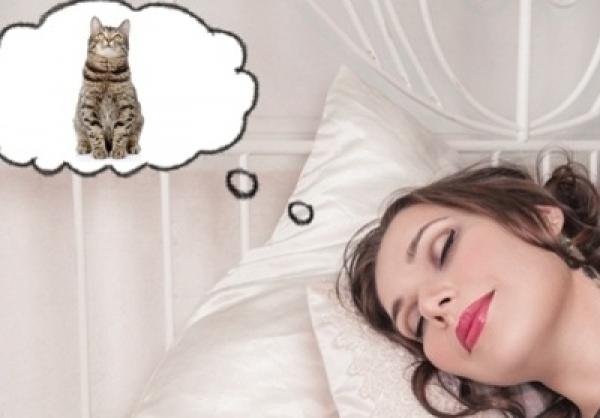 Sổ mơ mèo bắt chuột
