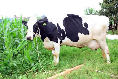 Nằm Mơ Thấy Vòi Rồng Đánh Con Gì?