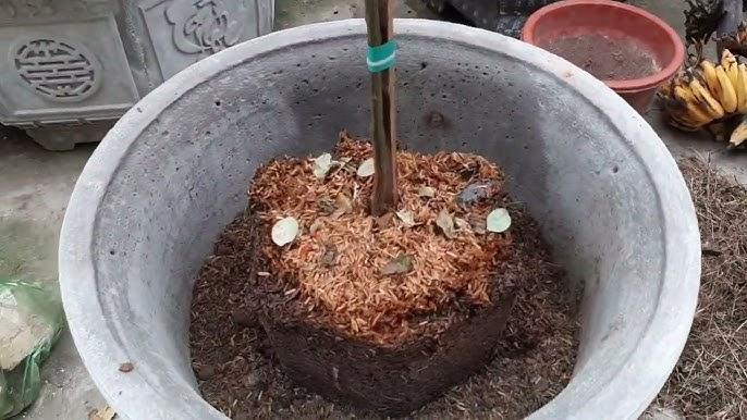Trồng hoa vào chậu