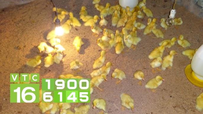 Giải Mã Giấc Mơ Thấy Con Ba Ba Và Những Con Số Liên Quan