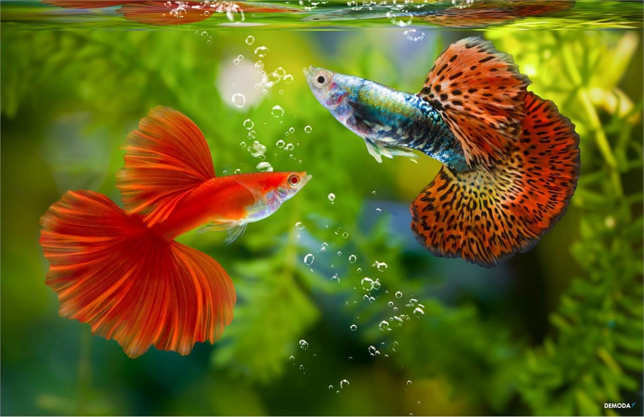 Nằm Mơ Nhặt Được Vàng Giả: Điềm Báo Gì Trong Số Đề?