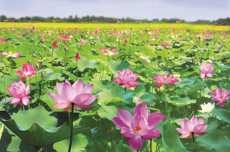 Nằm Mơ Thấy Hoa Đánh Số Gì? Bậc Thầy Giải Mộng Chỉ Điểm