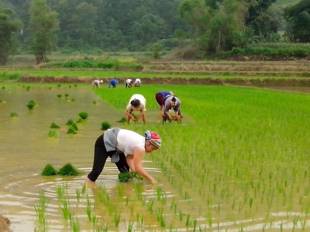 Nằm Mơ Thấy Cá Hóa Rồng: Điềm Báo Gì?