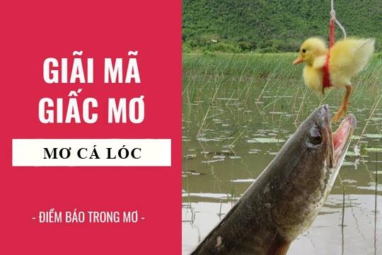 Ý nghĩa giấc mơ bắt cá lóc trong lô đề